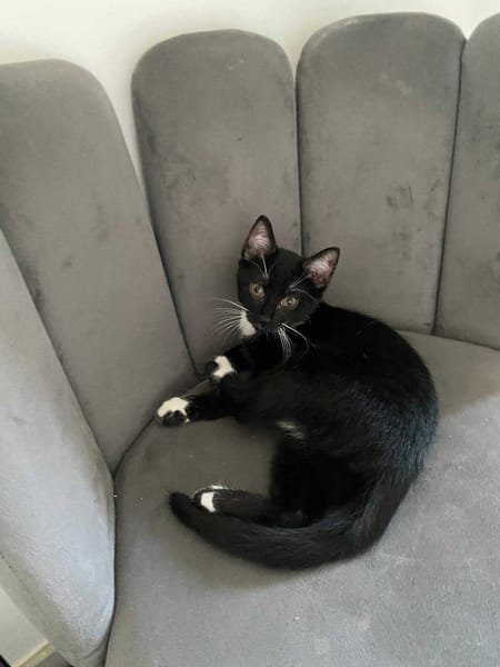 Kitty