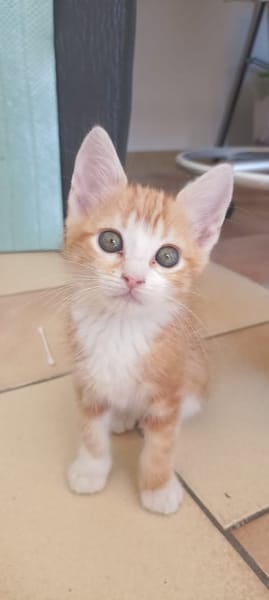 GIZMO