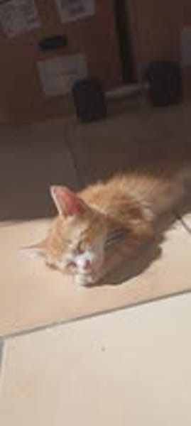 GIZMO