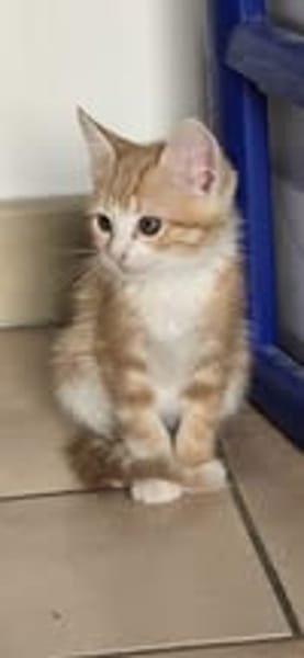 GIZMO