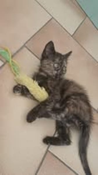 LOLA