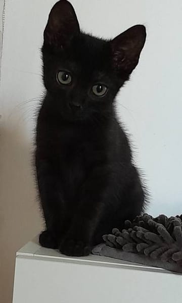 TOFFEE