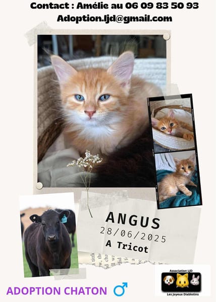 Angus