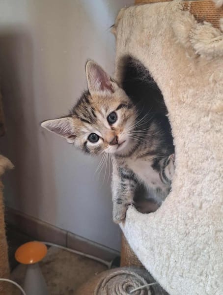 Archie