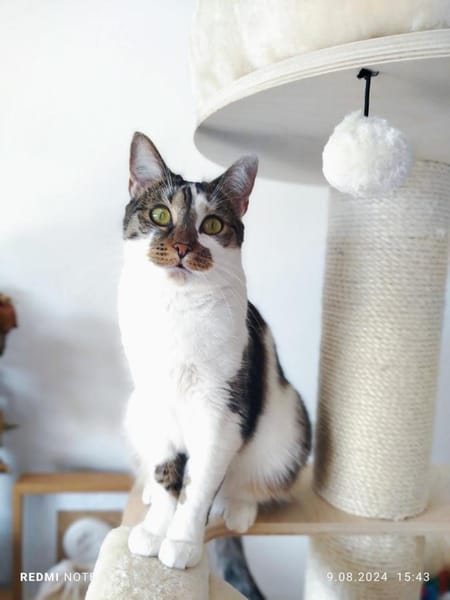 Leyla
