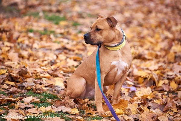 Scooby