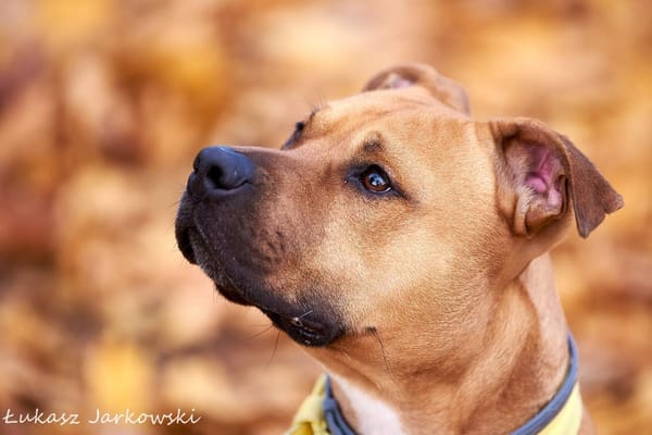 Scooby
