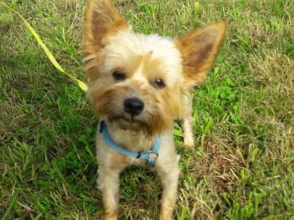 Bibi  ein Yorkie mit großem Herzen