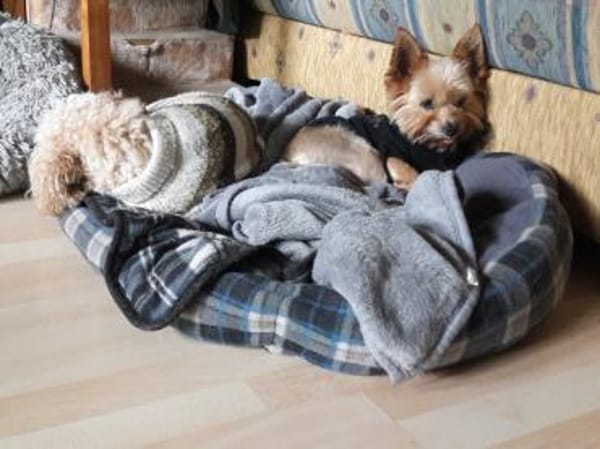 Bibi  ein Yorkie mit großem Herzen