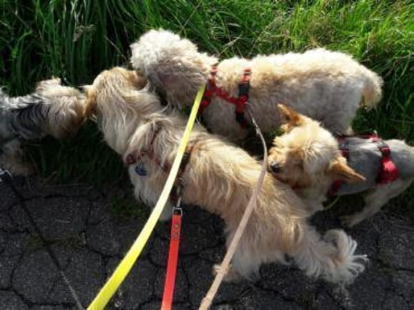 Bibi  ein Yorkie mit großem Herzen