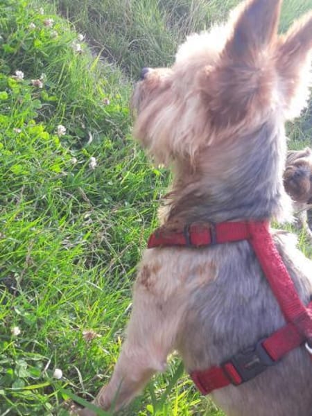 Bibi  ein Yorkie mit großem Herzen