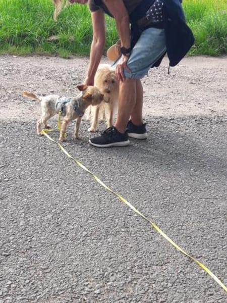 Bibi  ein Yorkie mit großem Herzen