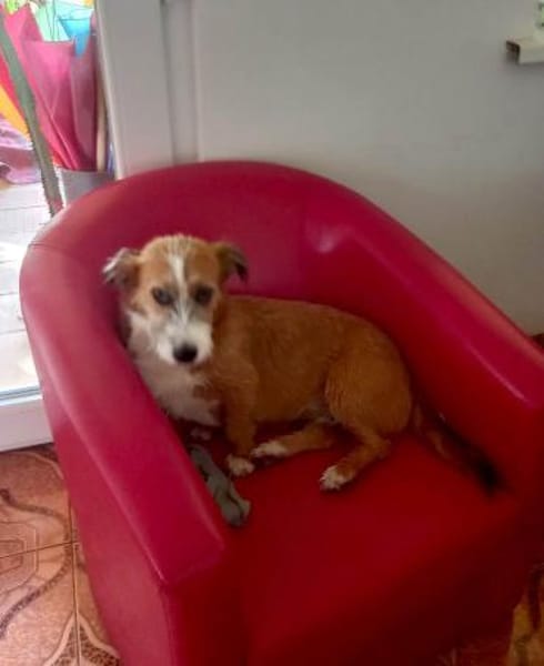 Charakterhund Lizu sucht eigene Familie
