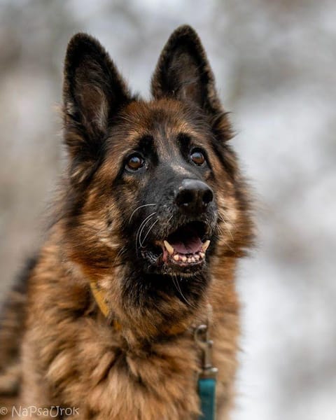 Kama
