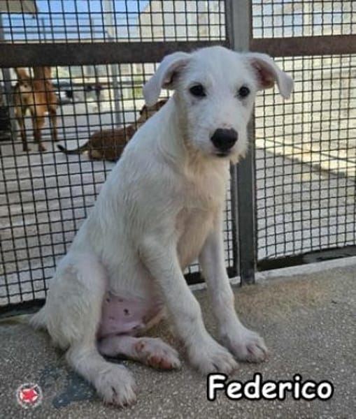 FEDERICO