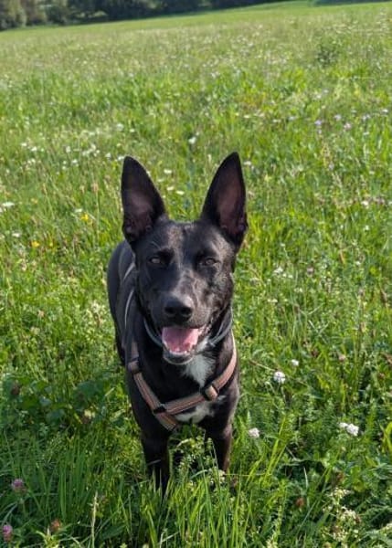Frieda sucht ihre Menschen