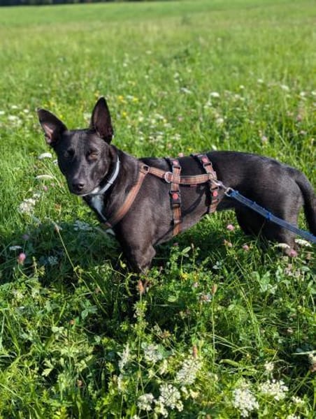 Frieda sucht ihre Menschen