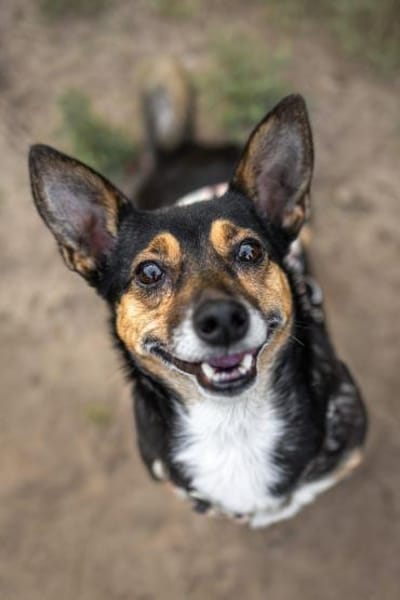Amira - fitte Terriermix-Omi sucht dich