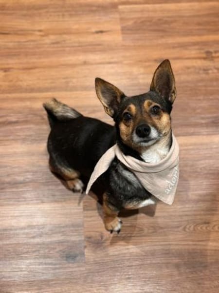 Amira - fitte Terriermix-Omi sucht dich