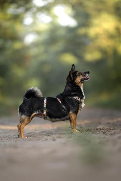 Amira - fitte Terriermix-Omi sucht dich