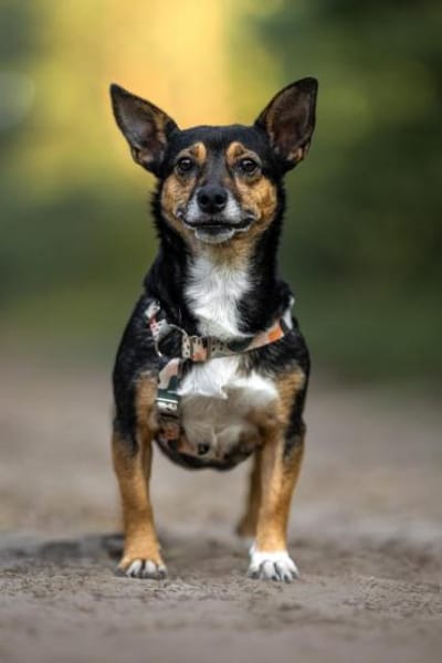 Amira - fitte Terriermix-Omi sucht dich