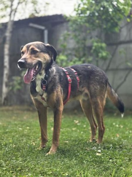 Leon-feinfühliger Tricolor-Rüde, 58 cm