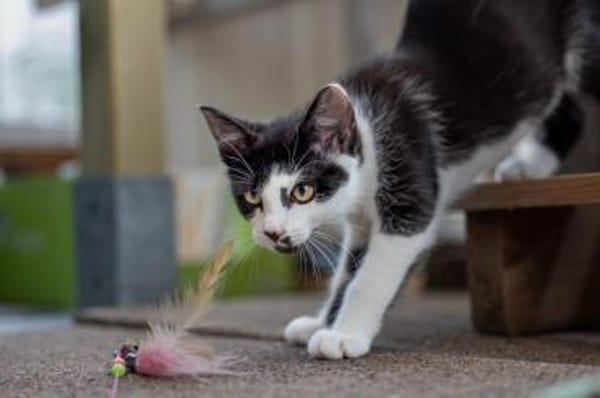 Ilvy und Fu zusammen oder getrennt