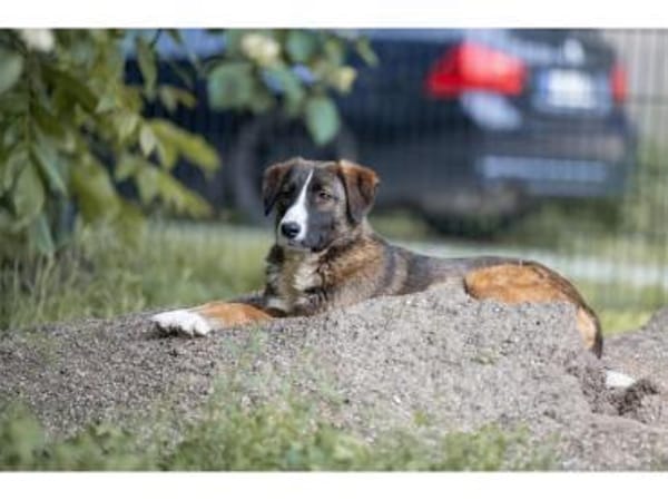 Tessi - wartet in 99427 Weimar