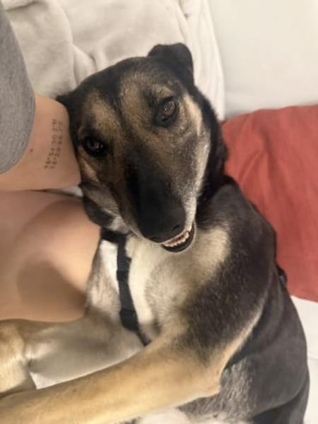 Emma - sanfter Schäfimix sucht dich