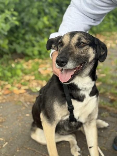 Emma - sanfter Schäfimix sucht dich