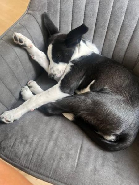 Phoebe mit den riesen Ohren