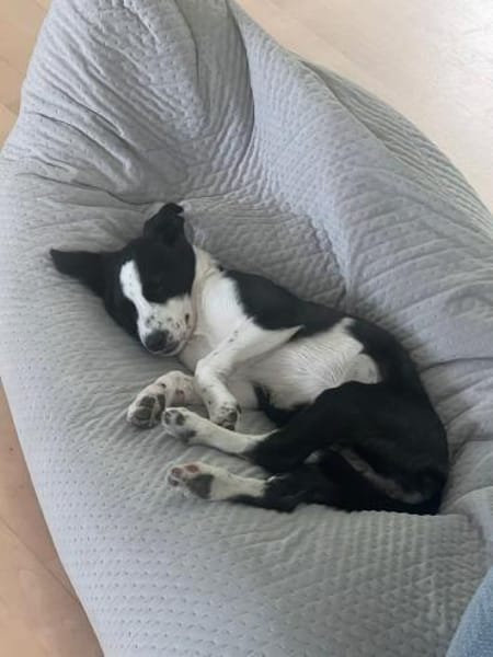 Phoebe mit den riesen Ohren