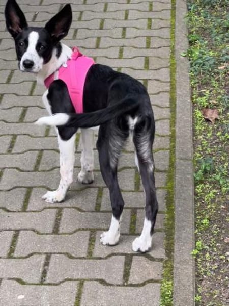 Phoebe mit den riesen Ohren