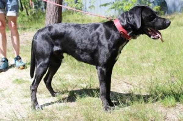 Elvis, großer, sportl. Familienhund