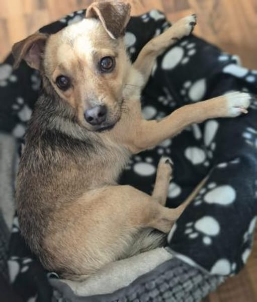 Peanut - kleiner Mischling sucht Zuhause