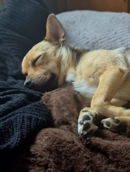 Peanut - kleiner Mischling sucht Zuhause