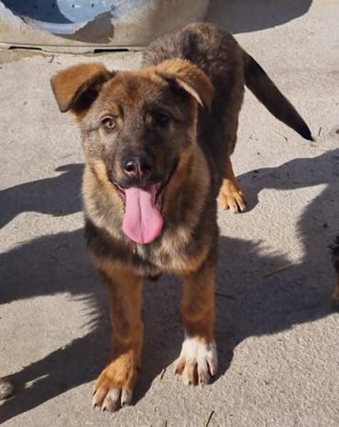 Notfell-HSH-Mix ❤Nelli❤ in 81927 München