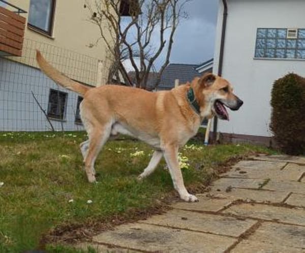 Amerigo sucht sein letztes ZUhause