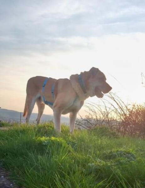 Amerigo sucht sein letztes ZUhause