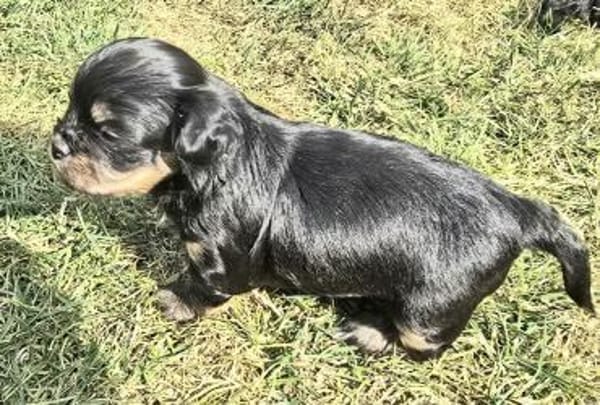 Tess sucht neuen Wirkungskreis ab Oktobe