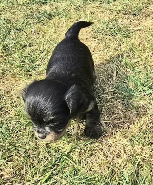 Tess sucht neuen Wirkungskreis ab Oktobe