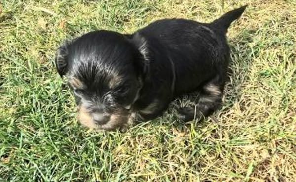 Tess sucht neuen Wirkungskreis ab Oktobe