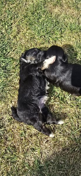 Tess sucht neuen Wirkungskreis ab Oktobe
