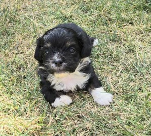 Taro sucht neuen Wirkungskreis ab Oktobe