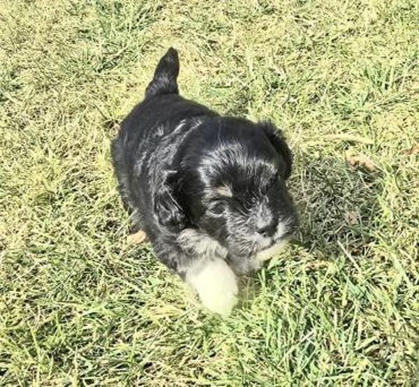 Taro sucht neuen Wirkungskreis ab Oktobe