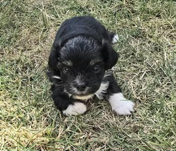 Taro sucht neuen Wirkungskreis ab Oktobe