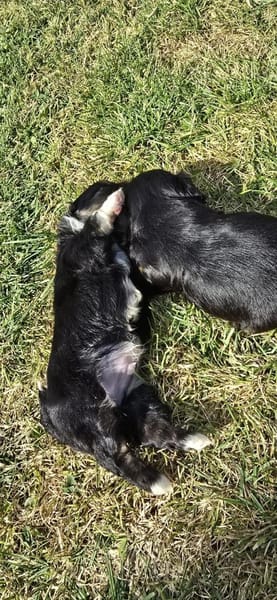 Taro sucht neuen Wirkungskreis ab Oktobe