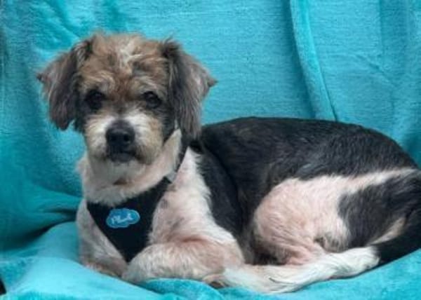Lieber kleiner ROKY, Zuhause gesucht