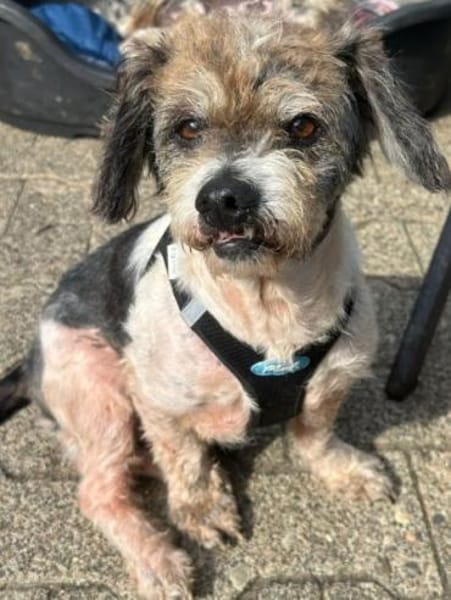 Lieber kleiner ROKY, Zuhause gesucht