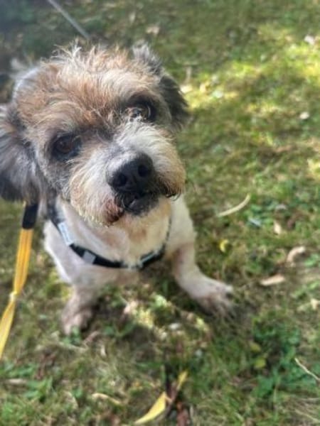 Lieber kleiner ROKY, Zuhause gesucht